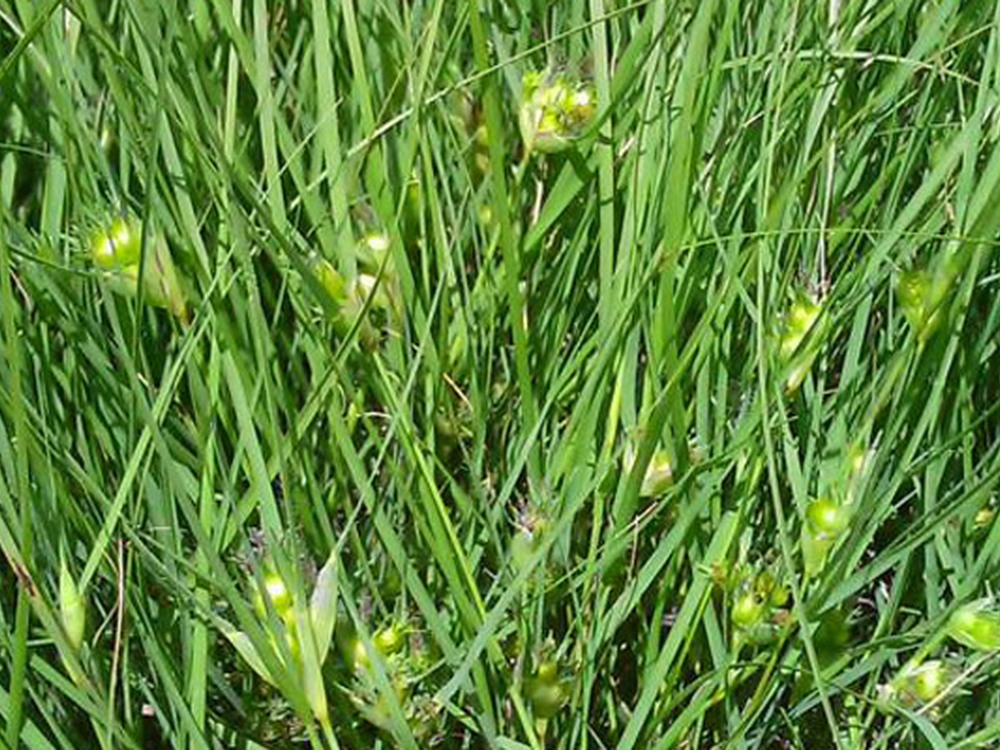 Texoka Buffalograss